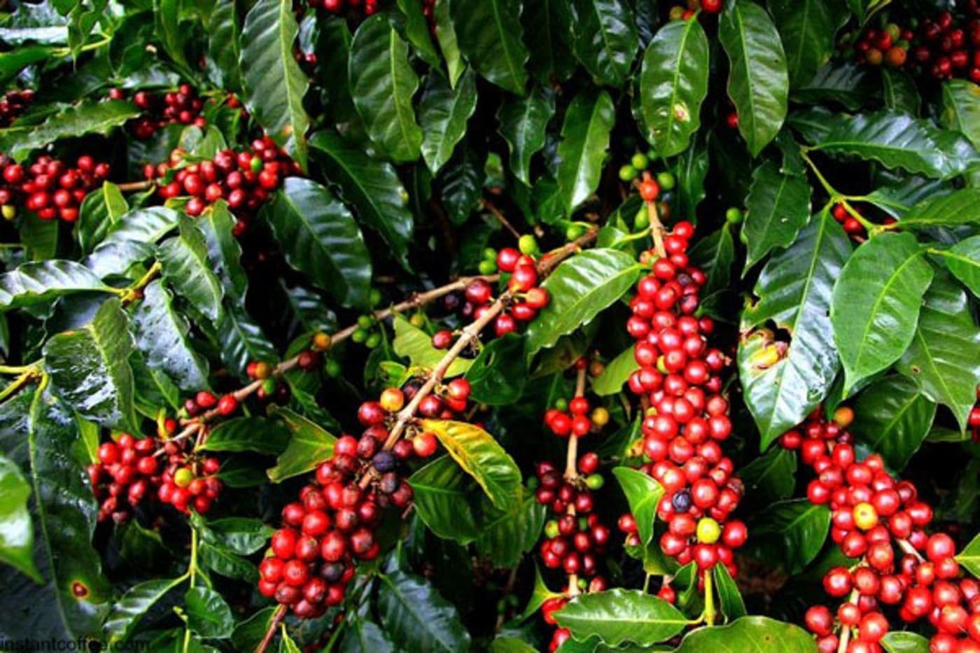 Indian coffee export hero
